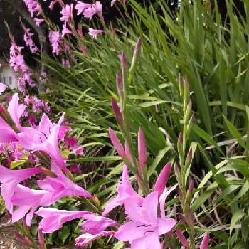 ワトソニアの花の画像 by ひまわりさん | お出かけ先と散歩道とワトソニアの花