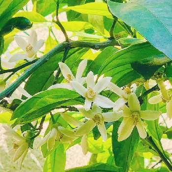 蜜柑の画像 by marioさん | 小さな庭とみかんの花と蜜柑の木と蜜柑と癒しと緑のある暮らしと彩りといい香り
