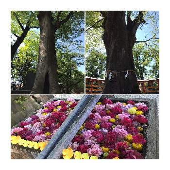 通りがかりの画像 by ヒロたんさん | ケヤキと大木と通りがかりと神社の大木と花手水