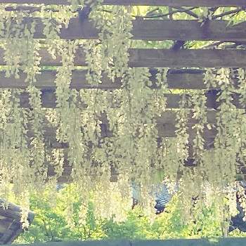 キラキラ踊る✨の画像 by ひかりーさん | お出かけ先といつものお寺と光の中と白花とすてき…♡とキラキラ踊る✨と綺麗♡と藤棚と光✨