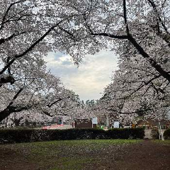 桜の花♡の画像 by 鯉太郎さん | お出かけ先とサクラと可愛い♡と弘前公園と桜の花♡