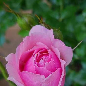 バラの蕾の画像 by かのんさん | 小さな庭と乙女ピンクとチーム東京とGSの皆さまに感謝♡と2020年5月同期とピンク！ピンク！ピンク！とピンクの花とバラ大好きとピンク大好きとバラの蕾と平和を願う☆とバラが好きとバラ・ミニバラ