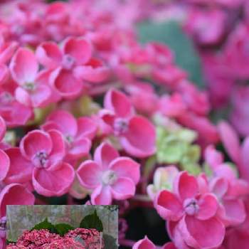色鮮やか♪の画像 by ベティさん | 小さな庭と紫陽花 華あられと可愛いピンク色♡と色鮮やか♪と紫陽花♡と元気をありがとうと母の日と可愛すぎる♡と幸せな眺め
