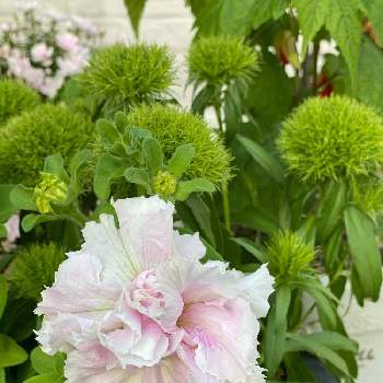 緑色の花の画像 by gdnaさん | 八重咲きペチュニア ピルエットとダイアンサス 手まり姫と開花と緑が好きとピンクの花と寄せ植えと鉢植えと緑色の花