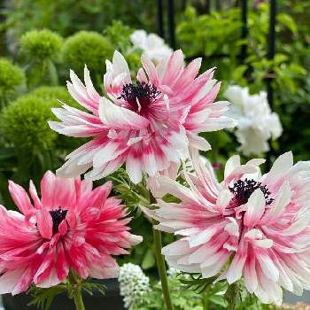 アネモネ・アンアリスの画像 by gdnaさん | アネモネ・アンアリスと鉢植えと球根と開花とピンクの花