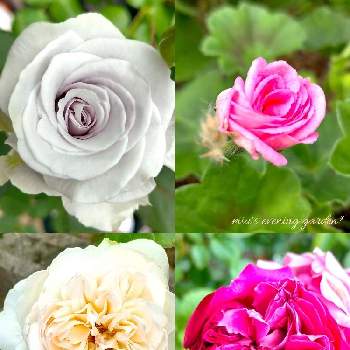 青薔薇の画像 by miuさん | 小さな庭と育てる楽しみとばら バラ 薔薇と ゼラニウムとボレロ バラとブルーグラビティとヘクトル薔薇と花のある暮らしとevening gardenとかわいいな♡と白い薔薇♡とバラ咲きゼラニウム。と赤紫の花と青薔薇とディープミルフィールドローズ