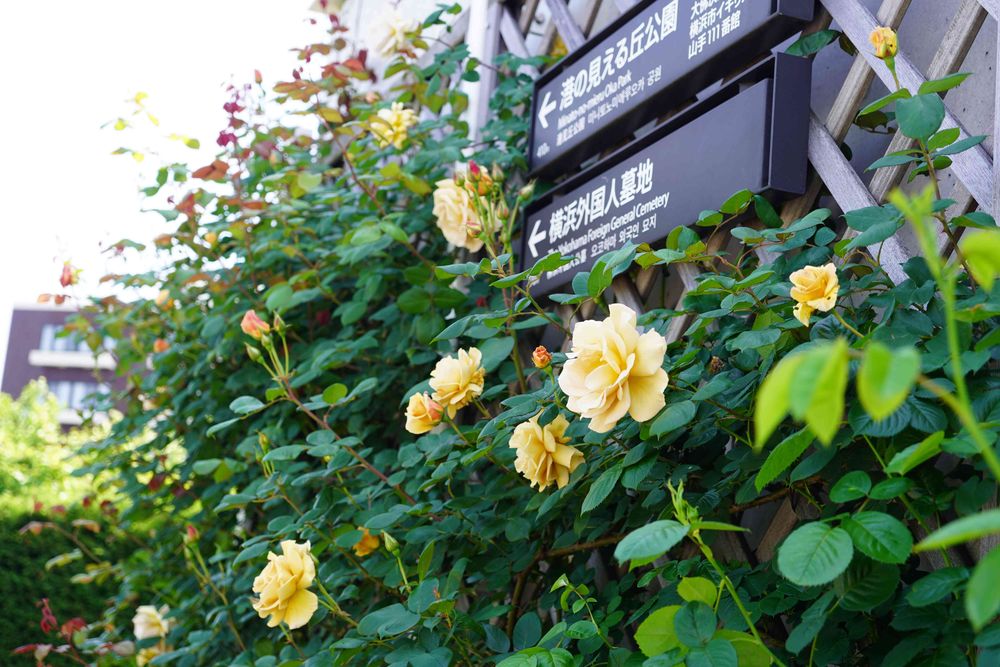 ウッチーナさんの港の見える丘公園への投稿