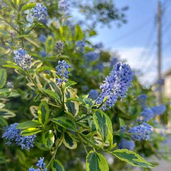 ライラック❤︎の画像 by kujiraさん | カリフォルニアライラックとお花大好き♡とお花好きな人と繋がりたいと青い花と斑入り好き♡とお花のある暮らしと緑のある暮らしと斑入りの葉とキレイな色ですと斑入り葉っぱといい香りと可愛いとブルーの花とカリフォルニアライラック☆と斑入り。とライラック❤︎