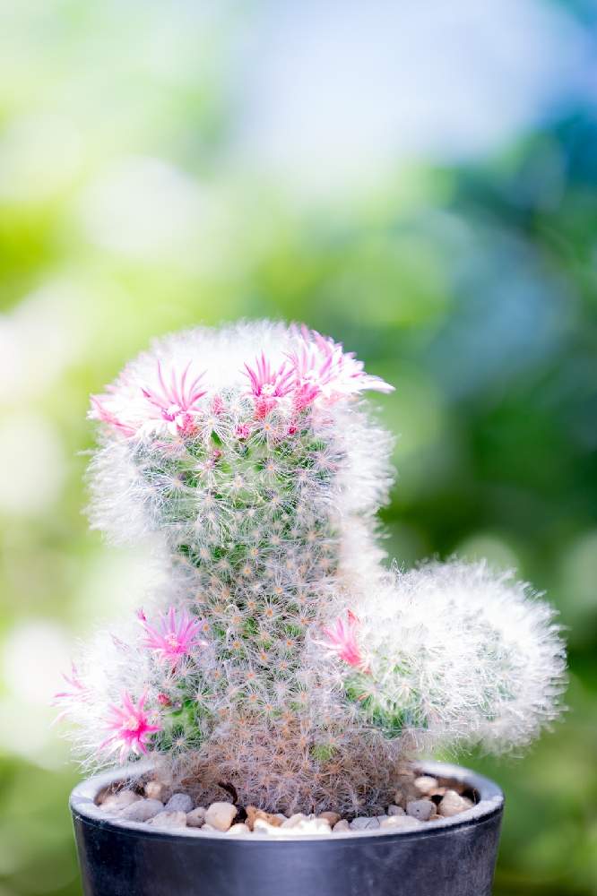 高砂の投稿画像 By カバと棘さん Sony とサボテン高砂とサボテンの蕾とマミラリア属とミラーレス一眼と珍奇植物とサボテンの花と多肉 サボテンとsony とサボテン高砂とサボテンの蕾とマミラリア属とミラーレス一眼と珍奇植物とサボテンの花と多肉 サボテン 22月