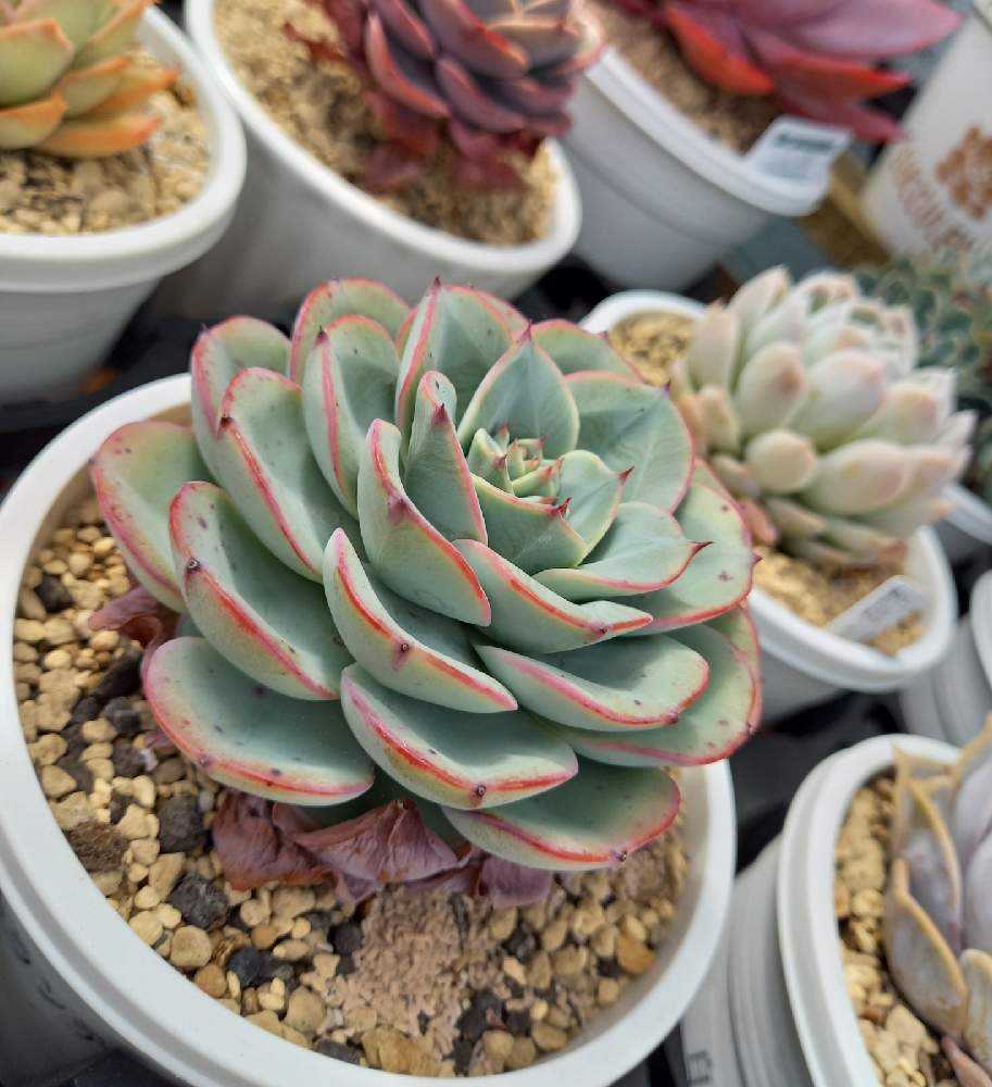 168🌹アトランティス ピーチスアンクリム｜🍀GreenSnap（グリーン