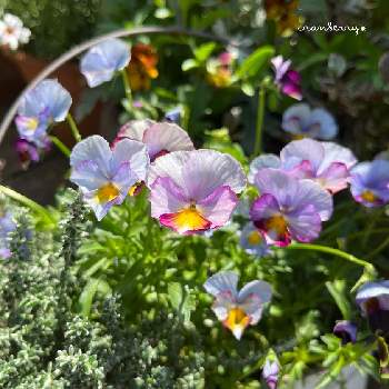 ビオラ・ファルファリアの画像 by cranberry*さん | 小さな庭とアンティークビオラファルファリアとビオラ・パンジーと癒されると花のある暮らしと小花好きとビオラ・ファルファリアとM'sセレクション