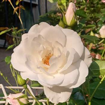 白色の画像 by ヨチさん | 小さな庭と四季咲きと白色とバラが好きと多花