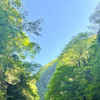 植物の生命力の画像 by コハクさん | お出かけ先と植物の生命力と新緑と爽やかと豊かな自然と青空と樹木見上げ隊