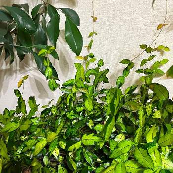 オウゴンカズラ 黄金かずら の投稿画像一覧 Greensnap グリーンスナップ