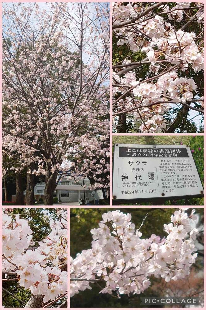 トリトンさんの横浜公園への投稿