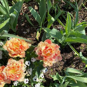 八重咲きチューリップの画像 by ももさん | 八重咲きチューリップ