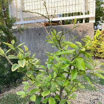 家庭果樹の画像 by くるみさん | トゲなしレモンと庭木と家庭果樹