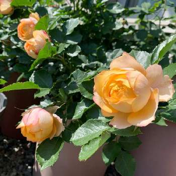 ベビーロマンティカの画像 by まめさん | 小さな庭とベビーロマンティカとばら バラ 薔薇と植木鉢でバラ