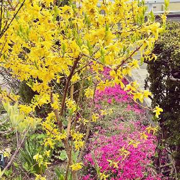 レンギョウ…の画像 by チャーミーさん | 広い庭とわたしの楽しみと調子はいかがと好きな色と癒しとゆらぎとレンギョウ…と 芝桜と黄色の花と可愛いと北海道と春のお庭