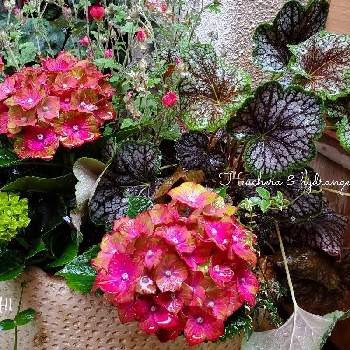 黒い葉の投稿画像一覧 Greensnap グリーンスナップ