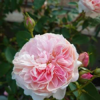 コレッタの画像 by Keiさん | 小さな庭とコレッタとみどりのある暮らしと薔薇愛同盟と花木とマイガーデンとGS映えときれいとおうち園芸とおきにいりとガーデニングと花のある暮らしとかわいいとKei's Rose Garden 2022と咲いた！