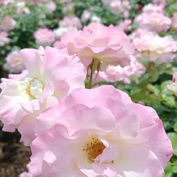 淡いピンク色の画像 by りんかさん | ばら バラ 薔薇と淡いピンク色とゆるふわと水曜ローズショーと優しい花色とばら❤とピンクのグラデーションとピンクのブーケ(花束)とピンクのばらと繋がりに感謝✨と可愛い♡とバラ　マチルダ