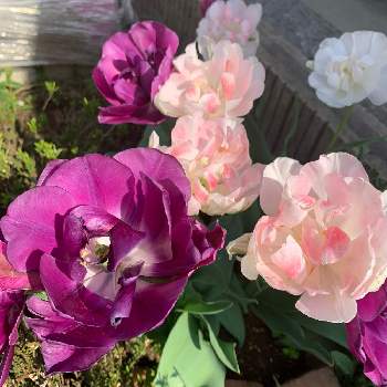 八重咲きチューリップの画像 by ともちさん | 小さな庭と八重咲きチューリップと花のある暮らし