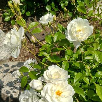 薔薇エーデルワイスの投稿画像一覧 Greensnap グリーンスナップ 薔薇エーデルワイスの投稿画像一覧 Greensnap グリーンスナップ