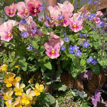 ベロニカ・オックスフォードブルーの画像 by rabeさん | 小さな庭とビオラとスイートアリッサム・ミックスとベロニカ・オックスフォードブルーとピンクの花とハンギング初心者と青い花とハンギングと柏市と黄色い花とお花が咲いたとハンギング・バスケットとiPhone撮影