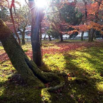 苔のある風景の画像 by 心ほっと。。。さん | お出かけ先ともみじ⭐と紅葉（こうよう）と忘れられない場所ともみじ紅葉と苔(こけ)と苔のある風景と心ほっと。。。京都と南禅寺と京都