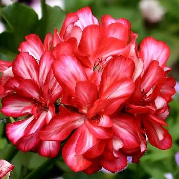 アイビーゼラニウム♡の画像 by シナモンさん | アプローチとアイビーゼラニウム♡と植物のある暮らしとお花大好き♡とグラデーションとお花のある暮らしと赤い花