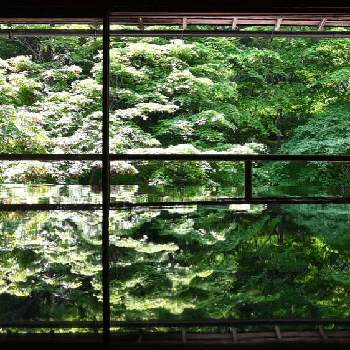 青紅葉の画像 by itukushima111さん | お出かけ先とみどりの日と青紅葉