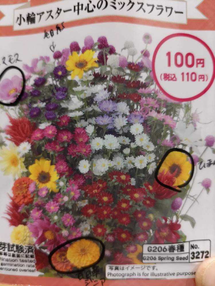 ダリアとチューベローズとダイソーの和花混合ミックス種を植える Greensnap グリーンスナップ ダリアとチューベローズとダイソーの和花混合ミックス種を植える Greensnap グリーンスナップ