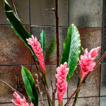 exexの画像 by たのこさん | 玄関とピンクジンジャーとジンジャーとexexとピンク色とピンク❤︎ピンクと美しいと花のある暮らしとかわいいとアレンジメントと切り花と南国植物とお花は癒しとウクライナに平和をとハワイの植物