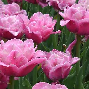 春の訪れ♪の画像 by まさちゃんさん | お出かけ先と八重咲きチューリップとピンクの花と春のお花と春の訪れ♪と国営アルプスあづみの公園