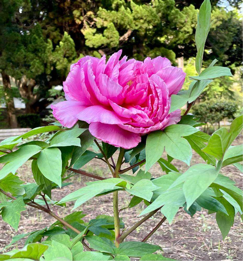 🌿Vol.3 木の花たち 気品溢れる牡丹｜🍀GreenSnap（グリーン