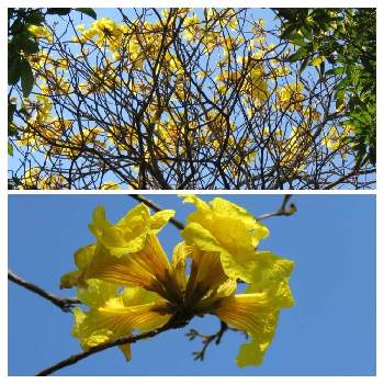 イペーの花の投稿画像一覧 Greensnap グリーンスナップ