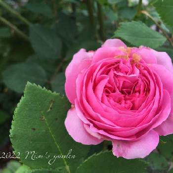 薔薇 ルイーズ オディエの投稿画像一覧 Greensnap グリーンスナップ