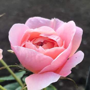 コレッタの画像 by suryaさん | バラとコレッタとばら バラ 薔薇とつるバラと私の庭と花のある暮らしとバラ・ミニバラ
