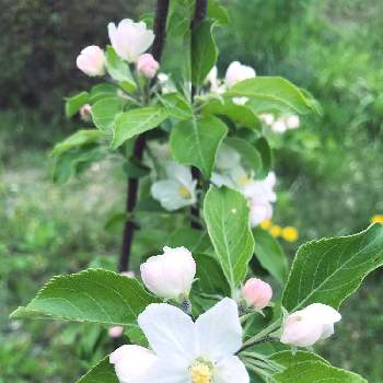  姫リンゴの画像 by rin5rieさん | 小さな庭とアルプス乙女とリンゴの木と寒冷地OKと 姫リンゴと姫林檎アルプス乙女