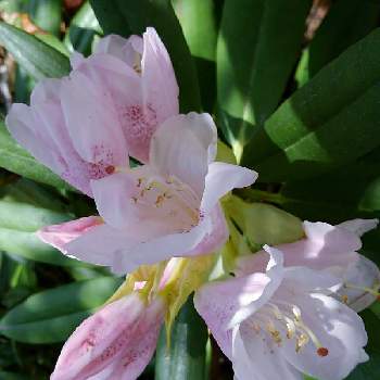 石楠花（シャクナゲ）の画像 by かすみそうさん | 石楠花（シャクナゲ）と花のあるくらしとピンクの花と花に魅せられてと可愛い〜♡とリフレッシュ♡といやし♪