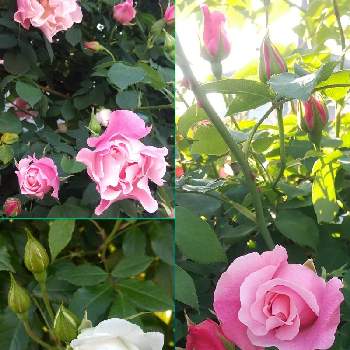 晴天の画像 by SILVIAさん | お出かけ先とバラと散歩と花壇と花のある暮らしと晴天と開花とつぼみ