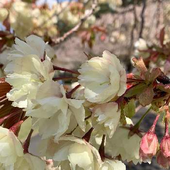 ウコン桜の画像 by ふみちゃんさん | お出かけ先とウコン桜とサクラと日本国花苑と東北人花の会と２０２０年５月同期