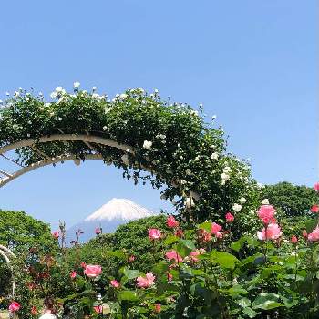 富士山の見える景色の画像 by ほたるぶくろさん | お出かけ先とバラと富士山の見える景色と綺麗なお花をありがとう＊といい香りと公園散歩とウォーキングの楽しみ