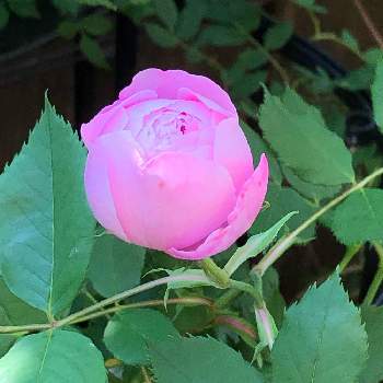 今朝の庭の画像 by ぽぬさん | 小さな庭と春の庭とこんな時こそ花をと今朝の庭とラ・レーヌ・ヴィクトリアと花のある暮らし