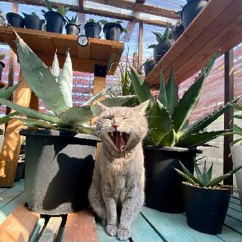 猫のいる生活の画像 by umi96さん | 小さな庭と植物のある暮らしと猫のいる生活と植中毒と今日の一枚と猫とアガベとアガベ属