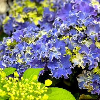 街歩きの画像 by ハナコさん | お出かけ先と紫陽花　カーリー　スパークルと街歩きと青いお花と紫陽花♡