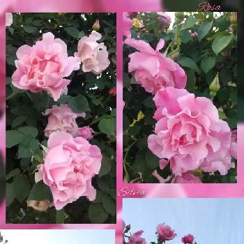 晴天の画像 by SILVIAさん | お出かけ先とバラとピンクの花と花壇と散歩と花のある暮らしと晴天と早朝散歩と開花