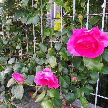 バラ パレードの画像 by kazuさん | 小さな庭とおうち園芸とツルバラ☆とバラ パレードと花のある暮らしと薔薇♪