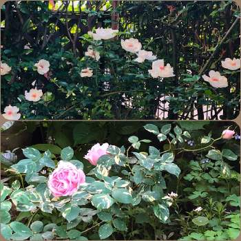 今朝の庭の画像 by ぽぬさん | 小さな庭と春の庭とこんな時こそ花をと今朝の庭と花のある暮らしとヘルシューレン バラとバラ ジャクリーヌ・デュプレ
